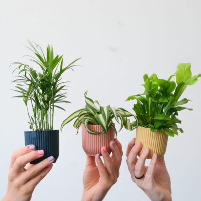 Planten