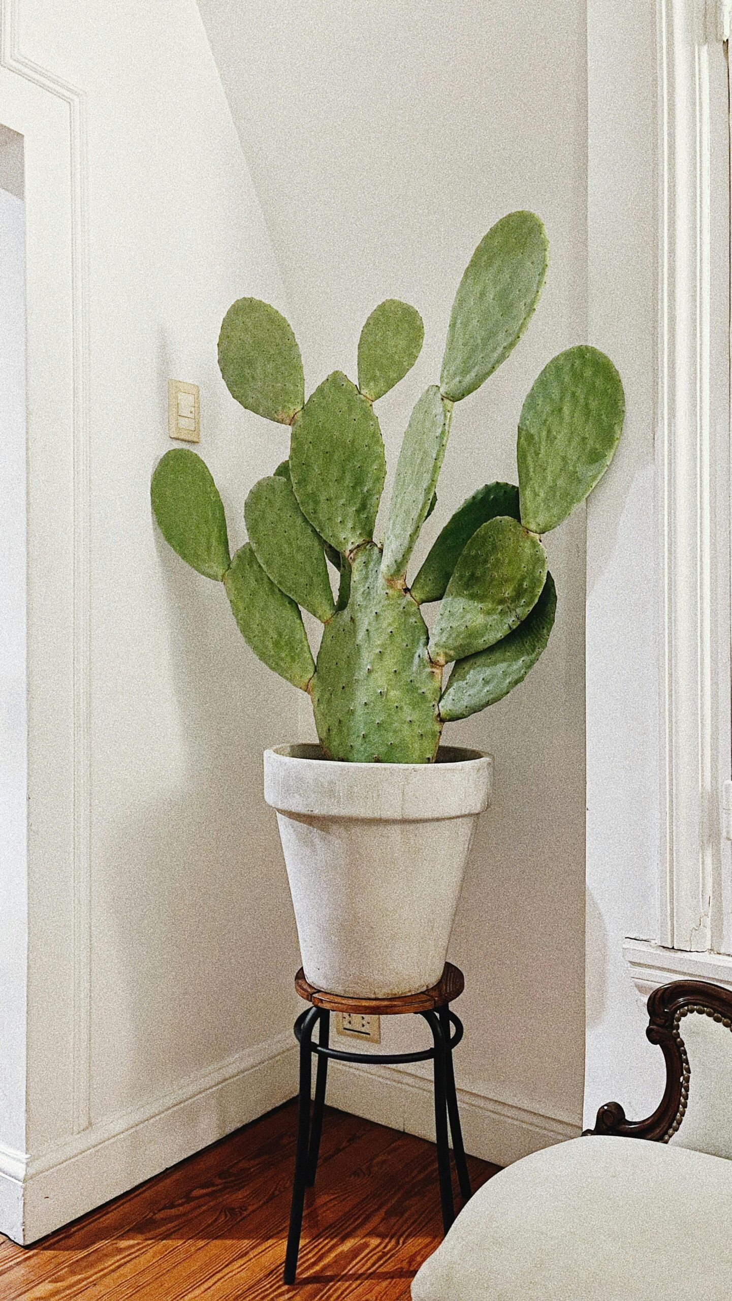 pexels-nacho-posse-9149867